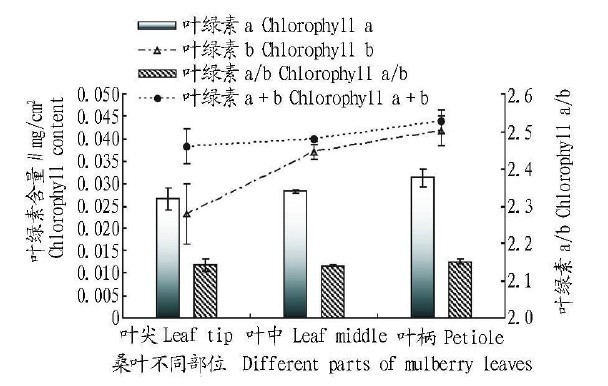 圖3 桑葉不同部位的葉綠素含量