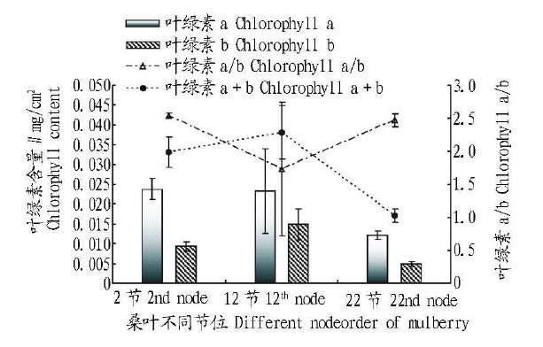圖2 不同節位桑葉的葉綠素含量