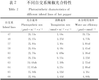 表2 不同自交系辣椒光合特性